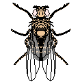 [ Common Fruit Fly ]